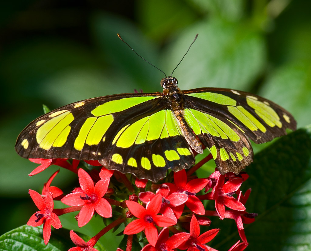 animaux belle histoire Malachite