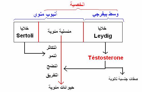 التوالد البشري-وطائف الخصيتين وتعضي الجهاز التناسلي الذكري 7_7