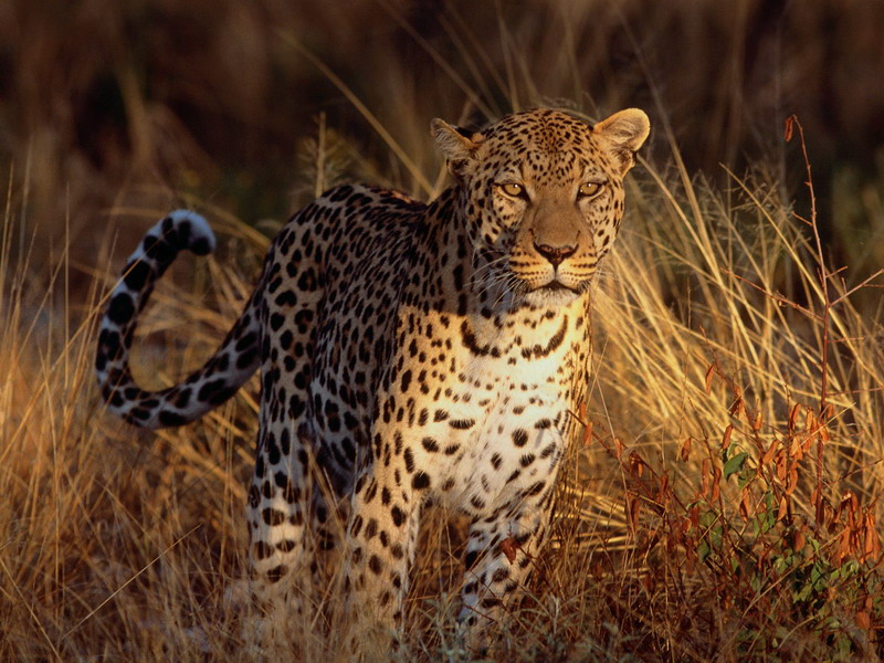 صور حيوانات برية Intense_Focus_Leopard