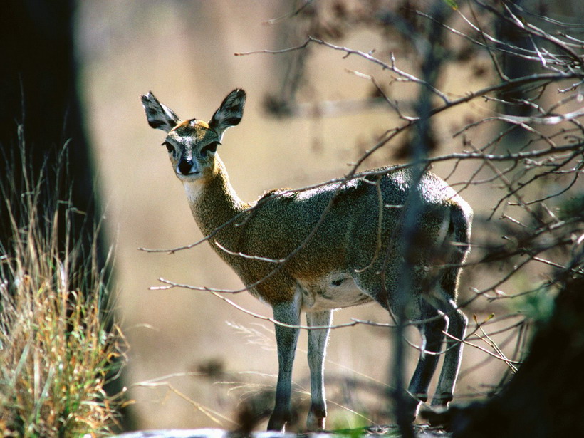 صور حيوانات برية Spied_Klipspringer