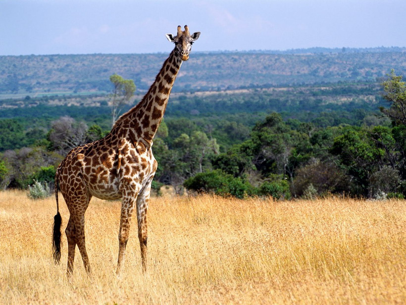 صور حيوانات برية Giraffe_Masai_Mara_Game_Reserve_Kenya