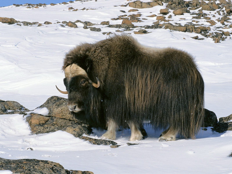 صور حيوانات برية Muskox_in_Snow_Field_Arctic_National_Wildlife_Refuge_Alaska