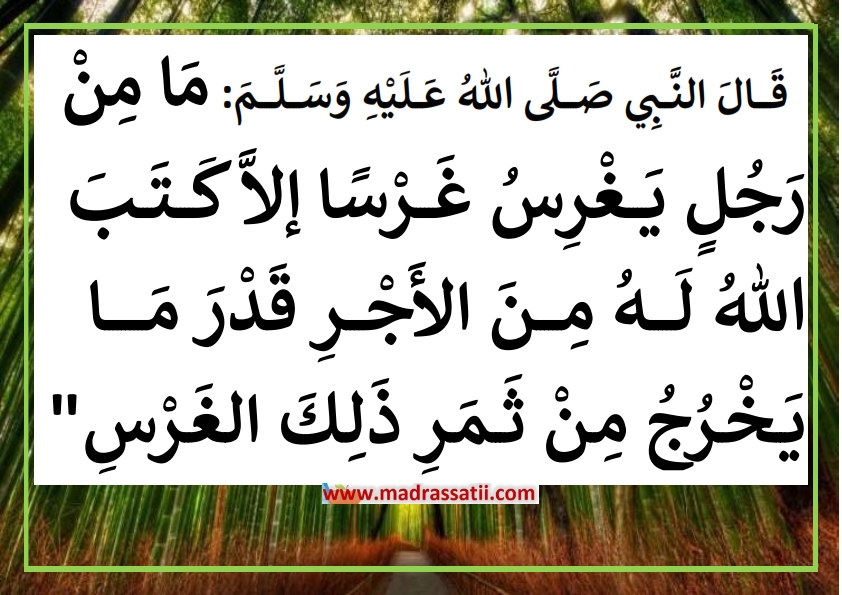 فوائد الاشجار %D8%A7%D9%82%D9%88%D8%A7%D9%84-%D9%88-%D8%AD%D9%83%D9%85-%D8%B9%D9%86-%D9%81%D9%88%D8%A7%D8%A6%D8%AF-%D8%A7%D9%84%D8%B4%D8%AC%D8%B1%D8%A9-%D9%82%D9%8A%D9%85%D8%A9-%D8%A7%D9%84%D8%B4%D8%AC%D8%B1%D8%A9-madrassatii-com_020