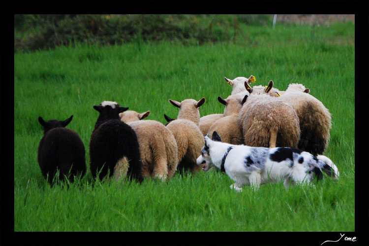 Journée magique: baptème au troupeau! DSC_5914