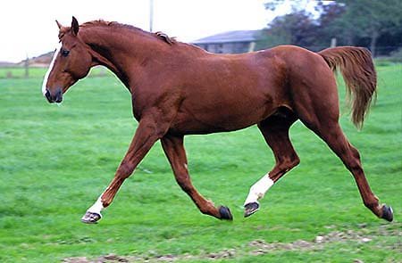 Les Chevaux et Poneys a vendre Vasydonclongane