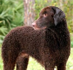 Curly Coated Retriever Curlycoatedretriever