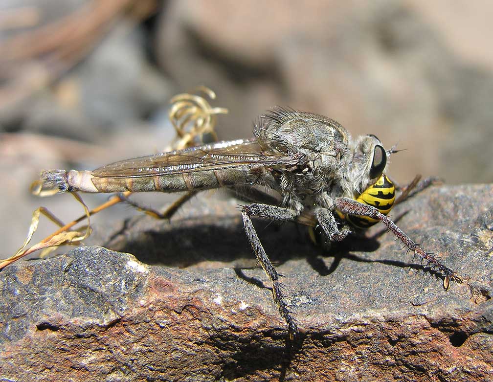 اي شباصة جوعانه تدخل بسرررررررعه Big-robber-fly-1-large