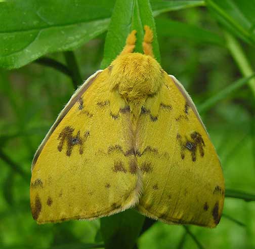    !!!! Io-moth-closed-1-small