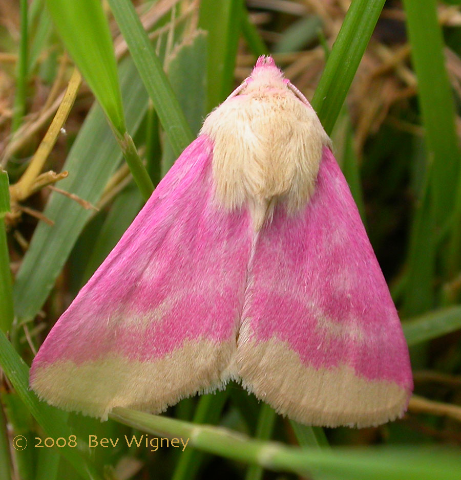 ملكه جمال الحشرات Schinia-07-2008-3-large