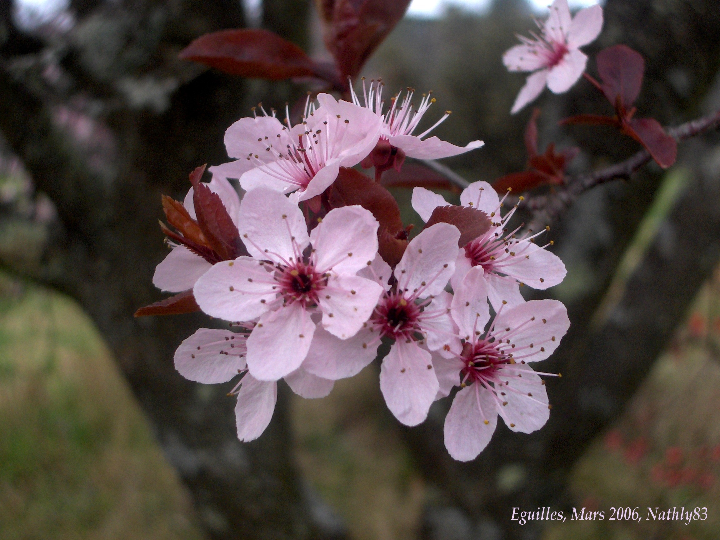 C'EST UN JARDIN EXTRAORDINAIRE ;;;;;;;;;;;;;;;;;;;;;;;;;;;; - Page 12 Photo104