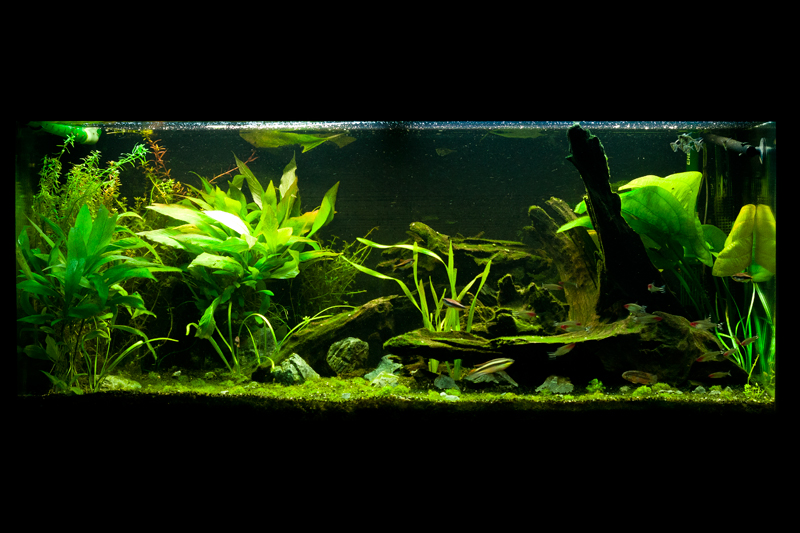 Amazonien 180L: mon premier aquarium! (avec photos) Amazonien_1