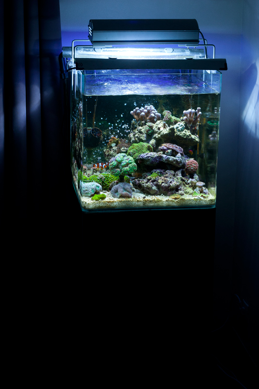[VENDS] Aquarium récifal complet Blau 91L avec vivant [75] Recifal-020