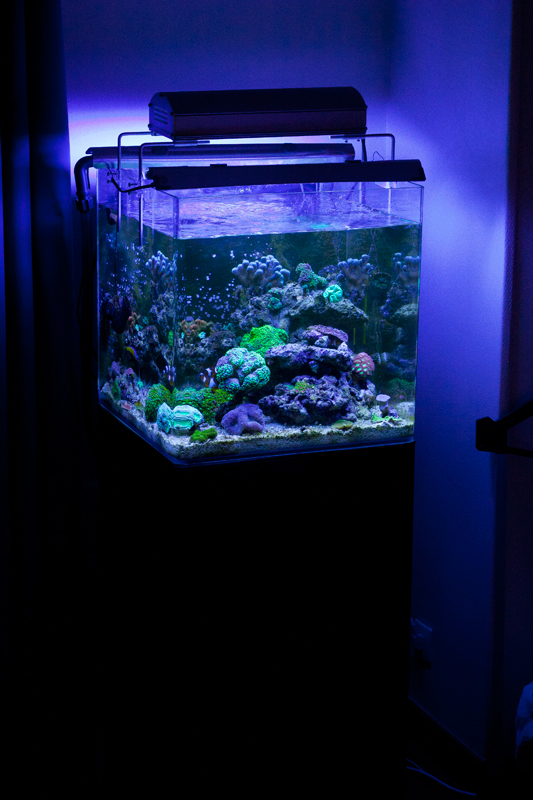 [VENDS] Aquarium récifal complet Blau 91L avec vivant [75] Recifal-035