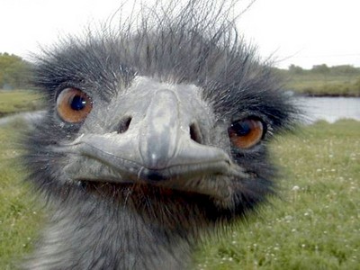 Un tópic para hoy: el emo. - Página 3 Emu-small