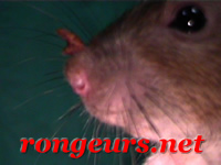 Déjà vu une "branche" sur le nez d'un rat? Rat_gale_Notoedres3