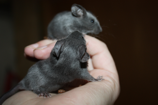 Some of my mice IMG_5126