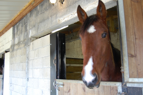 Saphir, hongre TF de 3 ans - Adopté par Aude - Page 4 Safari1