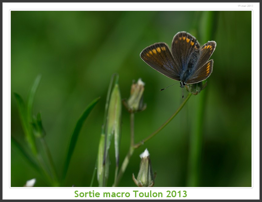 Sortie Anniversaire Macro Sud 2013 - Page 11 Toulon06