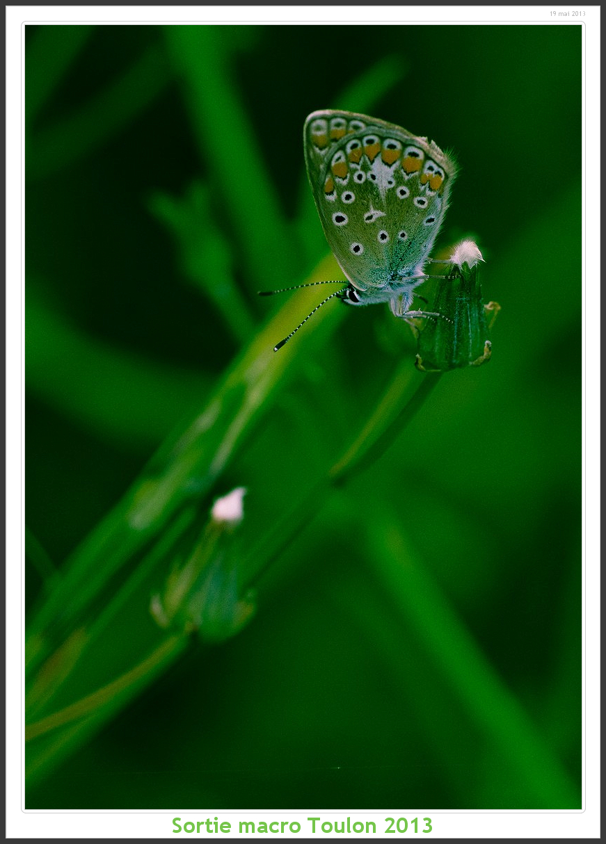 Sortie Anniversaire Macro Sud 2013 - Page 11 Toulon07