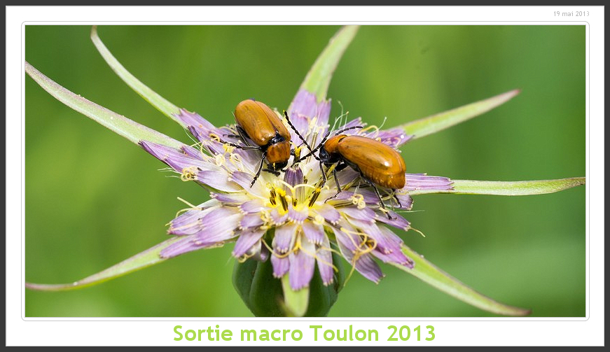 Sortie Anniversaire Macro Sud 2013 - Page 12 Toulon08