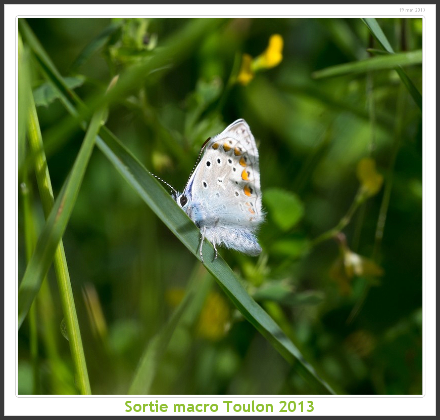 Sortie Anniversaire Macro Sud 2013 - Page 11 Toulon09