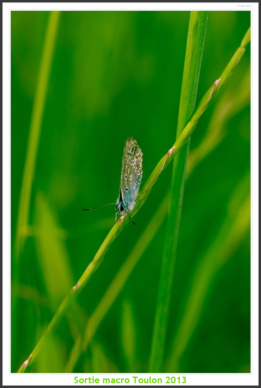 Sortie Anniversaire Macro Sud 2013 - Page 11 Toulon10