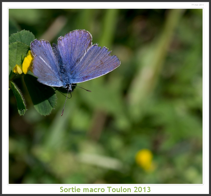 Sortie Anniversaire Macro Sud 2013 - Page 13 Toulon13