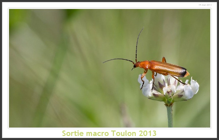 Sortie Anniversaire Macro Sud 2013 - Page 19 Toulon20