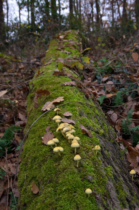 Petite sortie nature à Bièvres Vauboyen  20111127_03