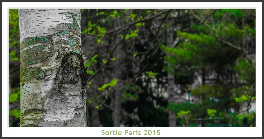 Sortie ANNIVERSAIRE 2015 PARIS 1I AVRIL. Paris_KparK_2015_01