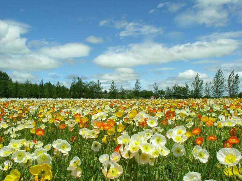 Magie du Printemps !! - Page 3 Spring-meadow