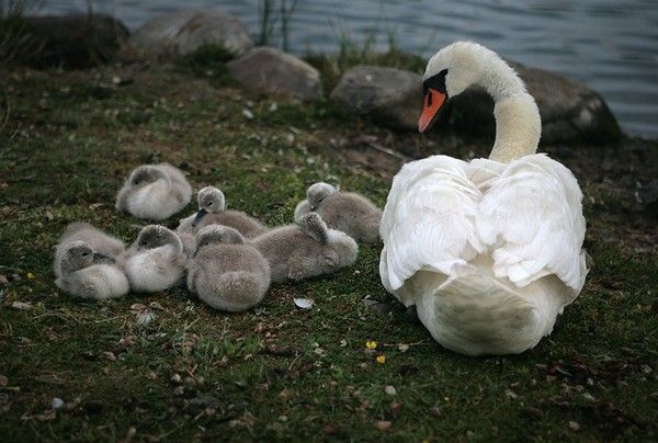 les cygnes!! D4e677db