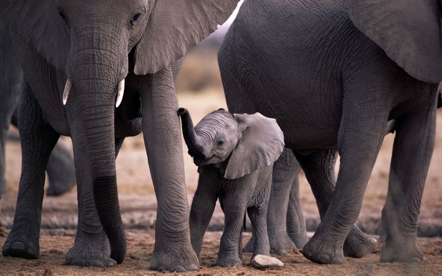 ANIMAUX: images animaux divers 571da6ea