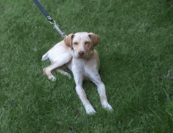 (classé)Trouvé chiot couleur sable yeux jaunes (voir photos) LA MOTTE (83) suite inondations Chien