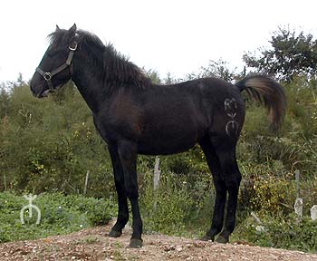 chevaux R1