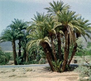Le Palmier notre patrimoine - Page 2 Maroc2