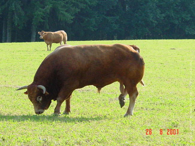 Là où vivent les vaches A%20limousin%20taureau%20de%20coissac