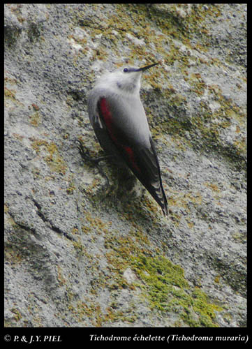 Connaissez vous le nom de cet oiseau. Tichodrome3