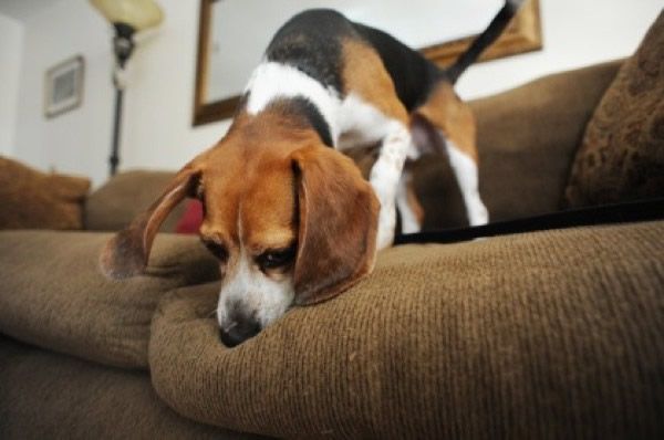 10 cosas extrañas que los perros pueden oler 411