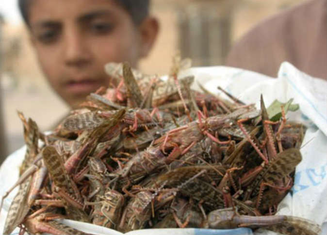 الجراد.. طعام موسمي على مائدة اليمنيين 151907_0