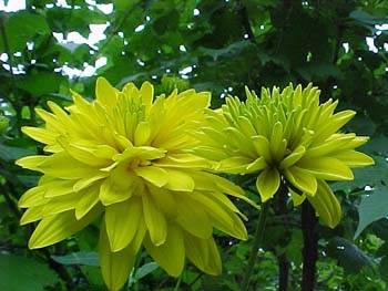 RUDBEKIA JAUNE GÉANTE ???? Goldenglow081201