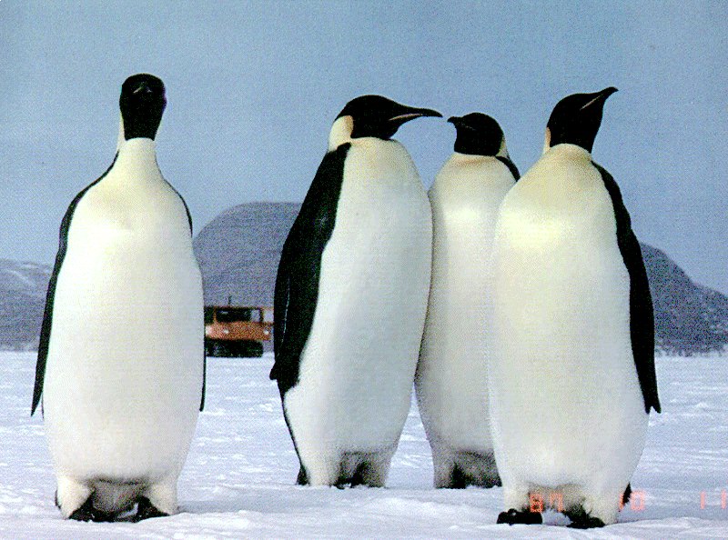 பெண் குயின் (Penguin) படங்கள். Penguin