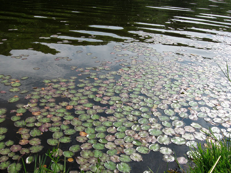 Nénuphar / Loa-zour Nenuphars_0445