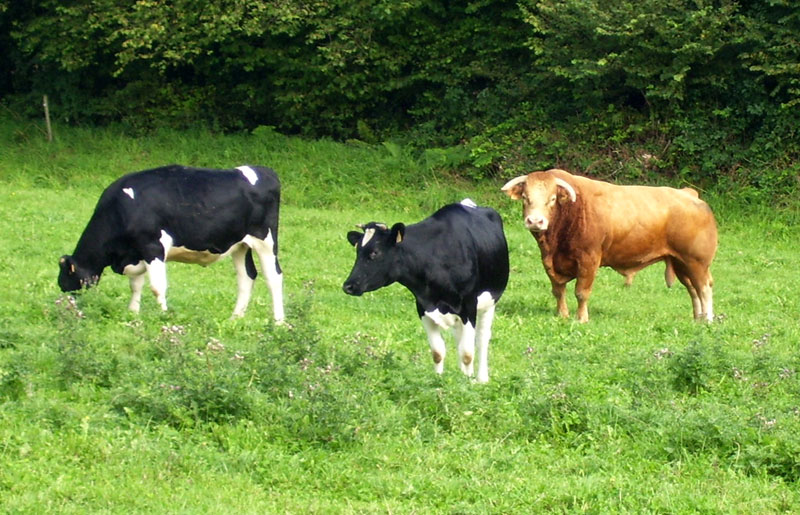 Bovins / Loened saout Taureau-2vachettes