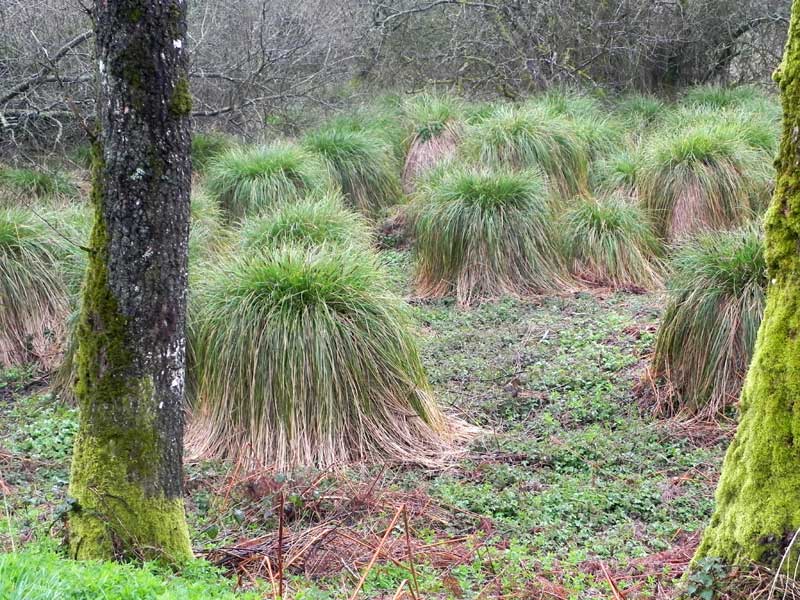 br. tr. sekrep, laiche, souchet, Carex pseudocyperus, hesk, vannerie Hesk5942