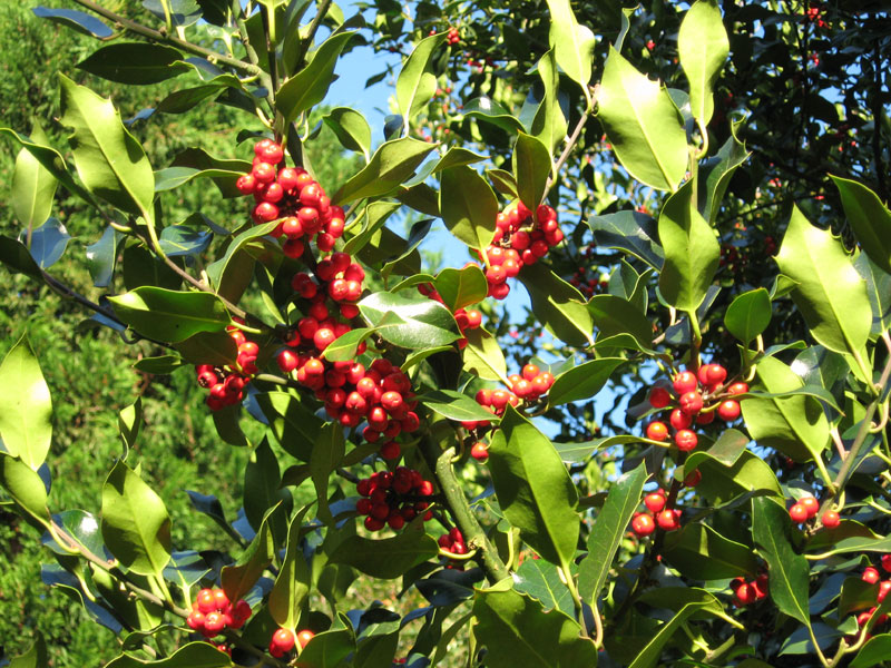 Houx / Kelenn / Holly / Ilex aquifolium Treb-0482