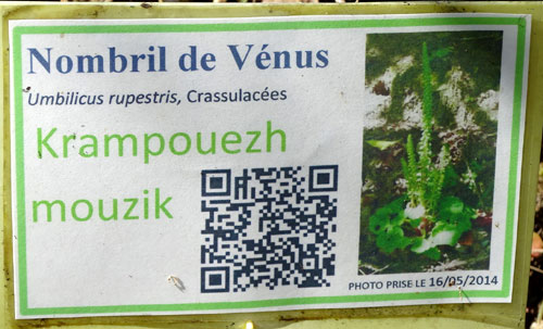 Nombril de Vénus Chemin-botanique