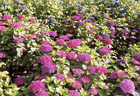 Hortensia Fond-page-hortensias-rouges