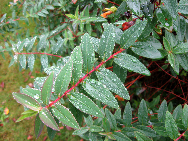 Dire la PLUIE, les nuages... et le temps qu'il fait ! - Page 7 Goutes-pluie-feuilles-2702