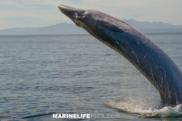 Baleine nouvelle espèce ou accident génétique? Brydes_Whale_001